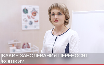 Какие заболевания переносят кошки? Какие заболевания переносят кошки?